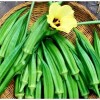 Little Seed Store 40+PERKINS DWARF OKRA Seeds Compact 4' Plant