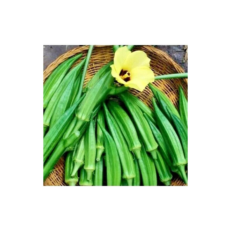 Little Seed Store 40+PERKINS DWARF OKRA Seeds Compact 4' Plant