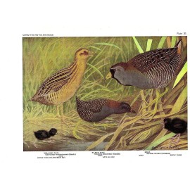 1936 Vintage FUERTES BIRDS #26 "SORA, BLACK, YELLOW RAIL" Color Plate Lithograph