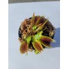 Generic Large Sized Big Mouth Venus Flytrap (Fly Trap Carnivorous