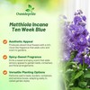 Outsidepride Ten Week Blue Mattiola Stock Seeds - 2000 Pcs