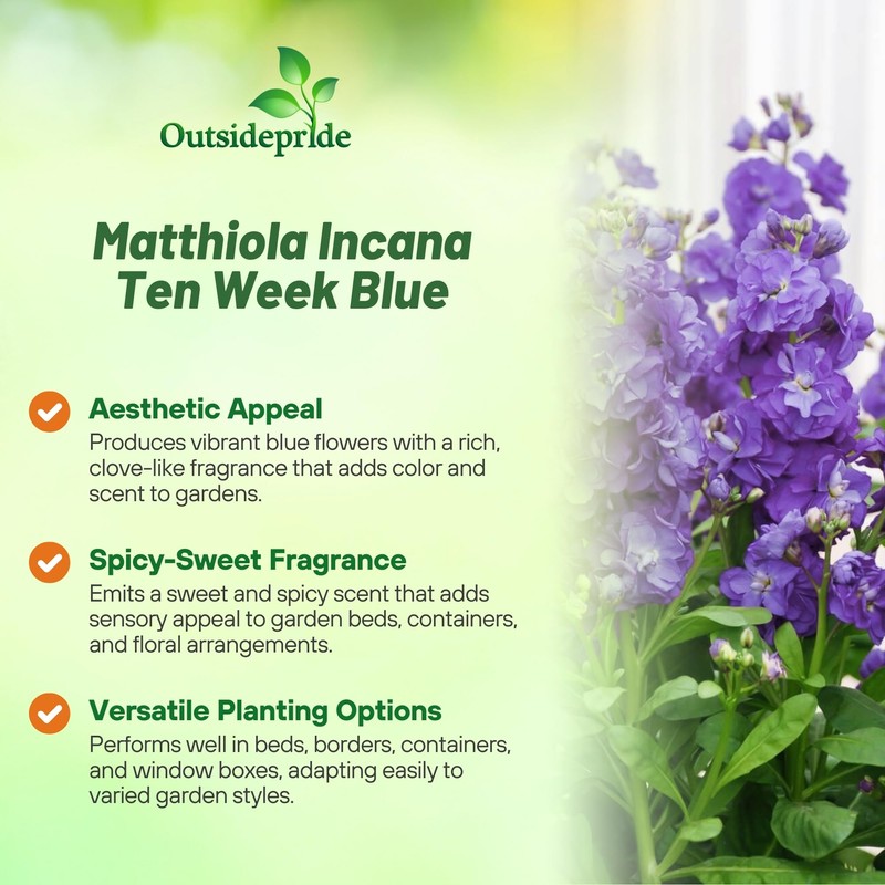 Outsidepride Ten Week Blue Mattiola Stock Seeds - 2000 Pcs