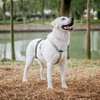 PUPTECK Escape Proof Dog Harness - No Pull Soft Padded
