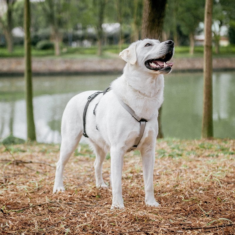 PUPTECK Escape Proof Dog Harness - No Pull Soft Padded
