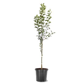 American Plant Exchange Apple Tree 'Mollie’s Delicious' – Live Fruit-Bearing Plant, 5-Gallon Pot, Heat-Tolerant, for Home Orchards, Backyard Gardens & Edible Landscapes
