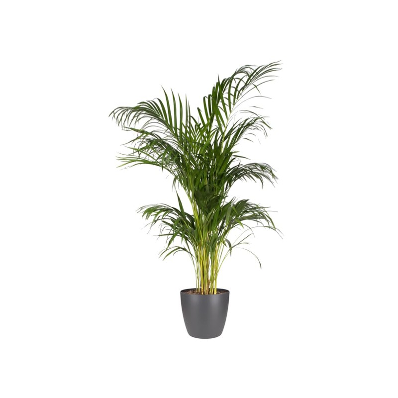 elho Brussels Round 18 - Flower Pot for Indoor -