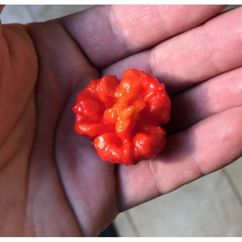 Hurt Berry Pepper Premium Seed Packet Record Hottest in The