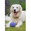 Petface Latex Blackberry Soft Chew Dog Toy, Large