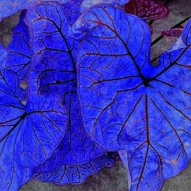 100 Pcs Caladium Bicolor Seeds, Blue & Purple Mix Foliage for Planting, Colorful Tropical Leaves for Indoor Pots, Outdoor Gardens, Borders & Decorative Landscaping