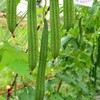 Gourd Seeds - Buab Moom - Hybrid - 2 g