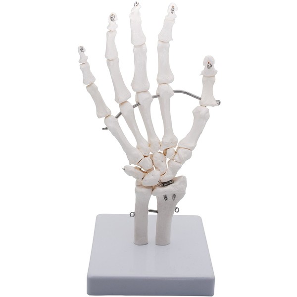 Monolife Hand Joint Model, Hand Joint, Skeleton, Educational Model, Right Hand (Wrist, Working Type)