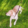 MayPaw Slip Collar Nylon Rope Adjustable Collar for Dog Training-