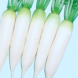 Radish Seeds - White Cannon - Hybrid - 1 Oz ~1300 Seeds - Non-GMO, F1 Hybrid - Vegetable Garden