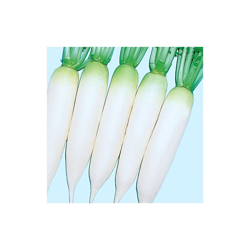 Radish Seeds - White Cannon - Hybrid - 1 Oz
