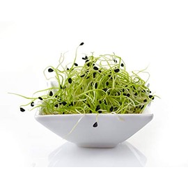 Garlic Chives Sprouting Seeds - Non-GMO - 1 Ounce