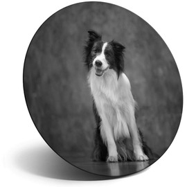 Destination Vinyl ltd Magnet for Refrigerator, Fridge BW - Cute Border Collie Puppy Animals Pets for Office, Cabinet and Whiteboard, Magnetic Stickers, 41298