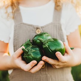 Jilo Morro Redondo Eggplant - 25 Seeds - Brazilian Heirloom Green Eggplant, Non-GMO Eggplant Seeds for Planting in The Home Garden, Thresh Seed Company