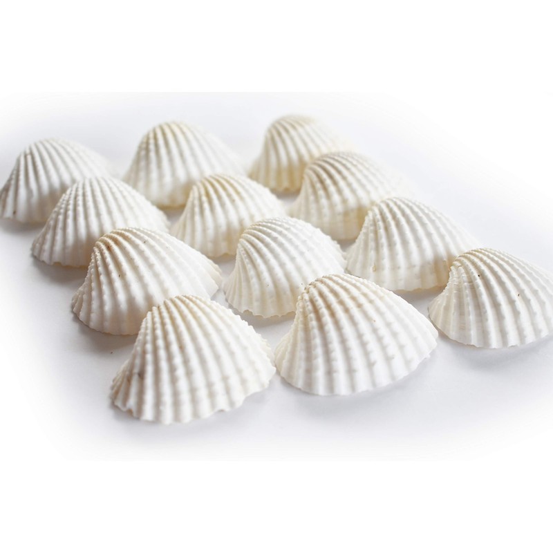 12 Beautiful Small White Ark Shells (1.25-1.5") Beach Wedding Decor