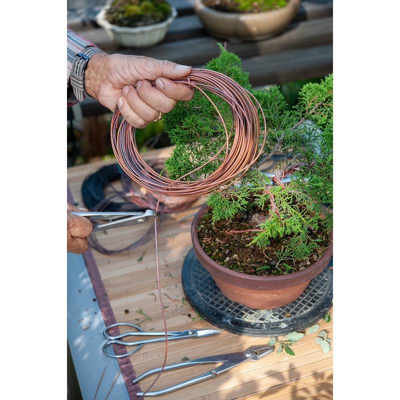 The cordeline bobinot Yarn