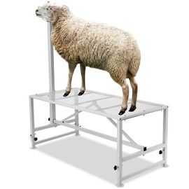 VEVOR Goat Milking Stand - Deluxe Adjustable 51x23 inch Premier Metal Livestock Stand, Durable Headpiece and Nose Loop, Height Adjustable 21" to 33", Ideal for Horned Farm Animals, White