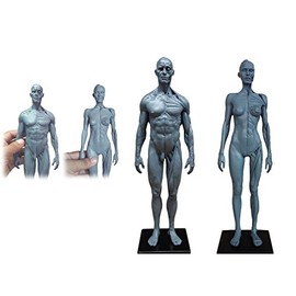 Human Body Musculoskeletal Anatomical Model for Study and Teaching (30CM4)