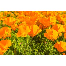 10000+ California Poppy Flower Seeds for Planting (Eschscholzia californica), Orange Corn Poppy Seeds Perennial Wildflower