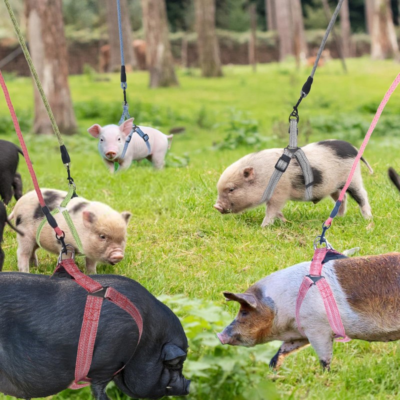 Mini Pig Harness, Adjustable Small Pig Harness with Leash Infinity