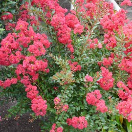 Crape Myrtle Seeds Lagerstroemia Indica Low Maintenance Showy Drought Tolerant Deer Resistant Borders Hedges Screens Outdoor Deciduous Tree Large Shrub 35Pcs by YEGAOL Garden