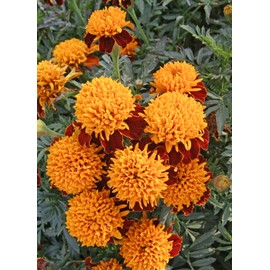 NIKA SEEDS - Flowers Marigold Spray Petite Annual - 250 Seeds