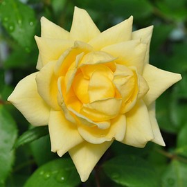 Heirloom Roses Rose Bush - Light of Day Live Yellow Plant for Outdoor Planting