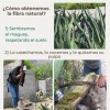 Corazón Verde Esponjas De Fibra Natural De Ixtle De Maguey