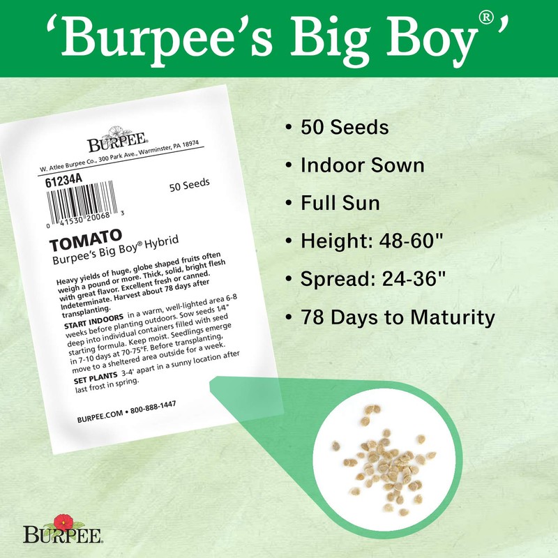 Burpee 'Big Boy' Tomato , 125 Non-GMO Seeds