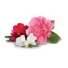 Jobe’s Garden Fertilizer Spikes, Organic Fertilizer for Azaleas, Camellias, Rhododendrons,