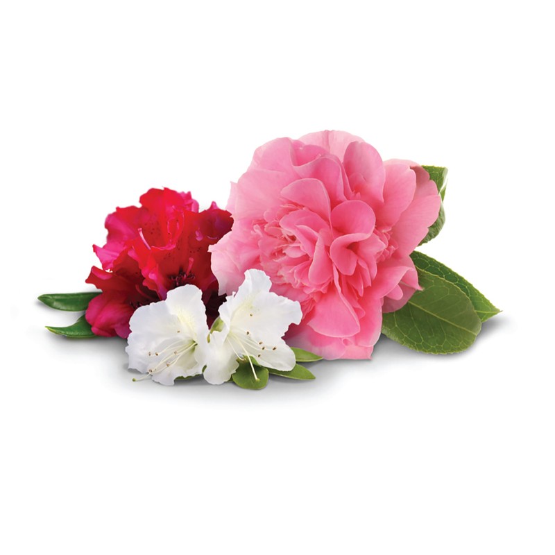 Jobe’s Garden Fertilizer Spikes, Organic Fertilizer for Azaleas, Camellias, Rhododendrons,