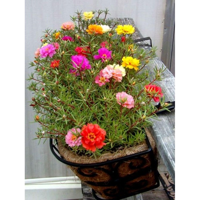 Seeds Multicolor Purslane Double Flower Mix 1000+ Seeds to Grow