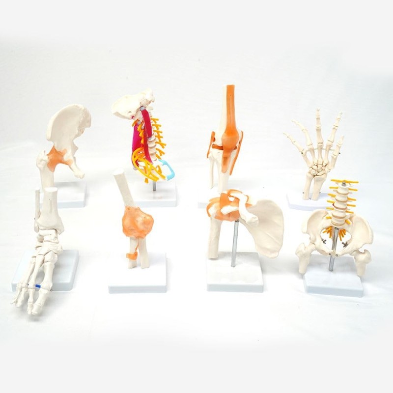 Human Shoulder Joint Model, Life Size Flexible Anatomically Accurate Shoulder