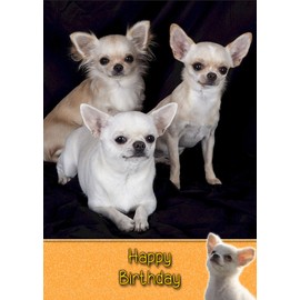 Chihuahua Birthday Card