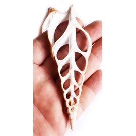 Set of 3 Large Center Cut Tibia Shell Slices (4") Beach Crafts Coastal Decor Nautical Jewelry