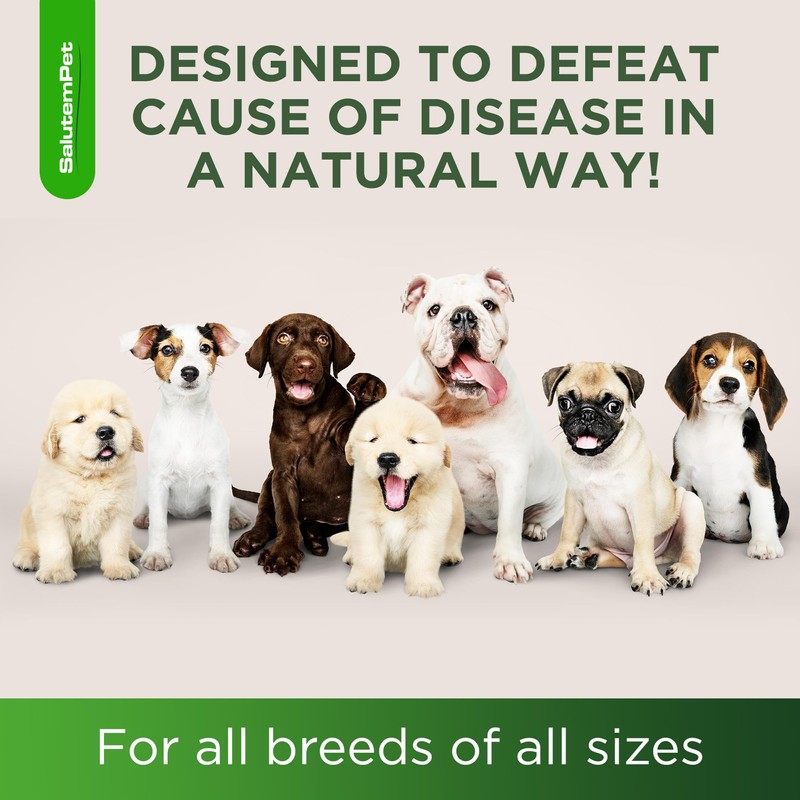 SalutemPet Natural Antibiotics for Dogs of All Ages | Herbal