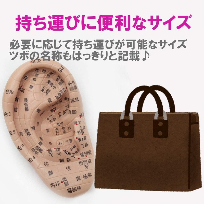 Fermore Ear Model, Ear Urn Model, Japanese Notation, Convenient to