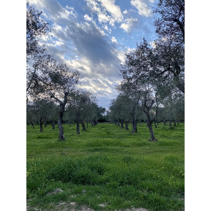 Antichi Uliveti Del Prato Extra Virgin Olive Oil - Sardegna,