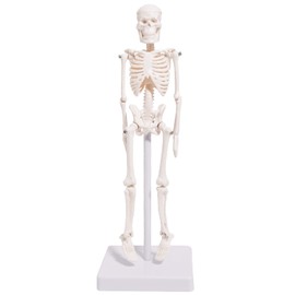 Human Body Model, 8.7 inches (22 cm), High Quality, Exquisite for Teaching Materials, Skeletal Model, Skeletal Specimen, Bone Model, 7 Positions, Complex Postures, Bone Specimen Human Body, 8.7 inches (22 cm), Stylish Base Included, Can Be Used for Room 