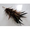 Real chicken rooster feather duster 17 inch