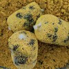 Tandem Baits Set of 2 PVA Tunnels for Water Soluble