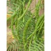 10 Honey Mesquite Seed Pods ( Prosopis glandulosa) Drought Tolerant