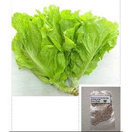 250 Seeds Bag Hạt Giống Rau Xà Lách Việt NAM - Hạt hiếm có - phát triển mạnh nhanh - Asian Lettuce-Diaspora Asian Seeds
