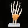 Human Hand Model Hand Joint Display Model for Patient Training