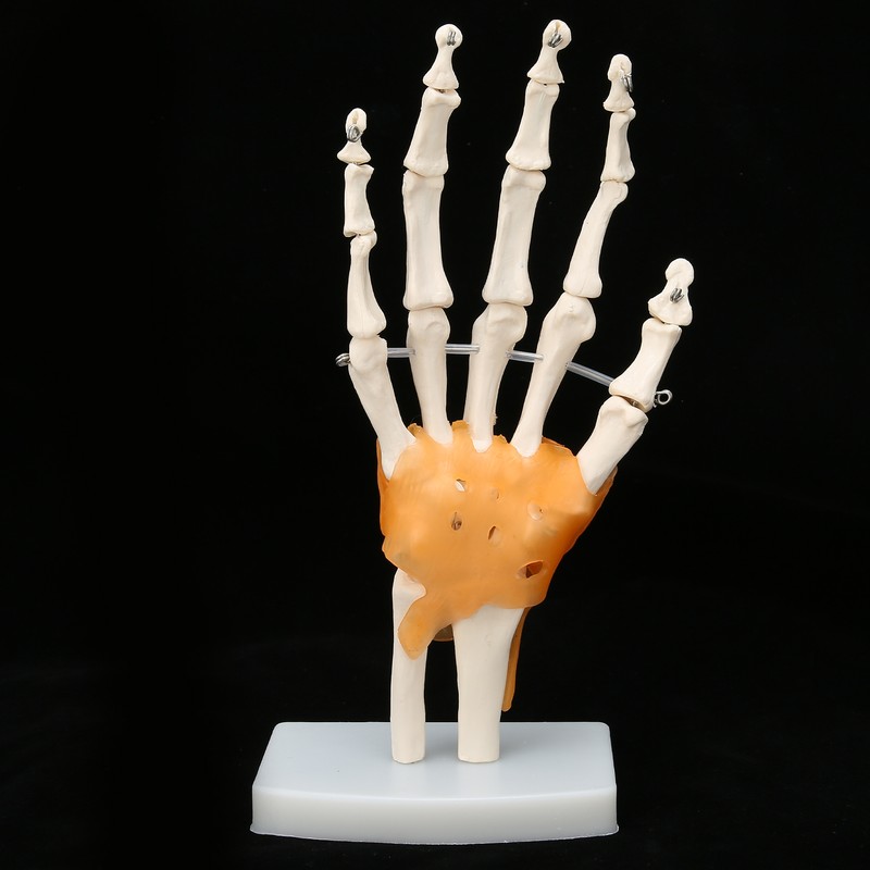 Human Hand Model Hand Joint Display Model for Patient Training