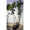 Mightyoaktreenursery.com Myrtle Leaf Orange 14-20” tall (Citrus myrtifolia) Chinotto 2.5"