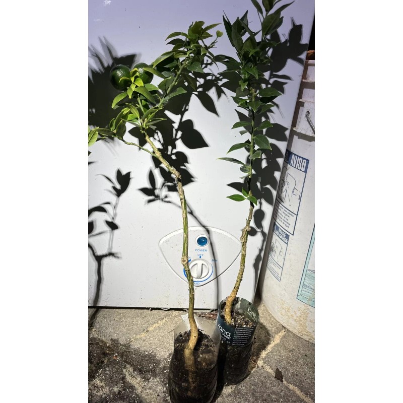 Mightyoaktreenursery.com Myrtle Leaf Orange 14-20” tall (Citrus myrtifolia) Chinotto 2.5"